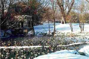 Ducks at Coldwater Spring as it was...